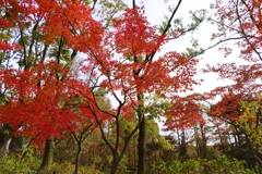 楓の紅葉