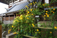 一重八重の山吹