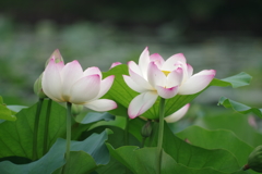 蓮-長居植物園③