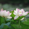 蓮-長居植物園③