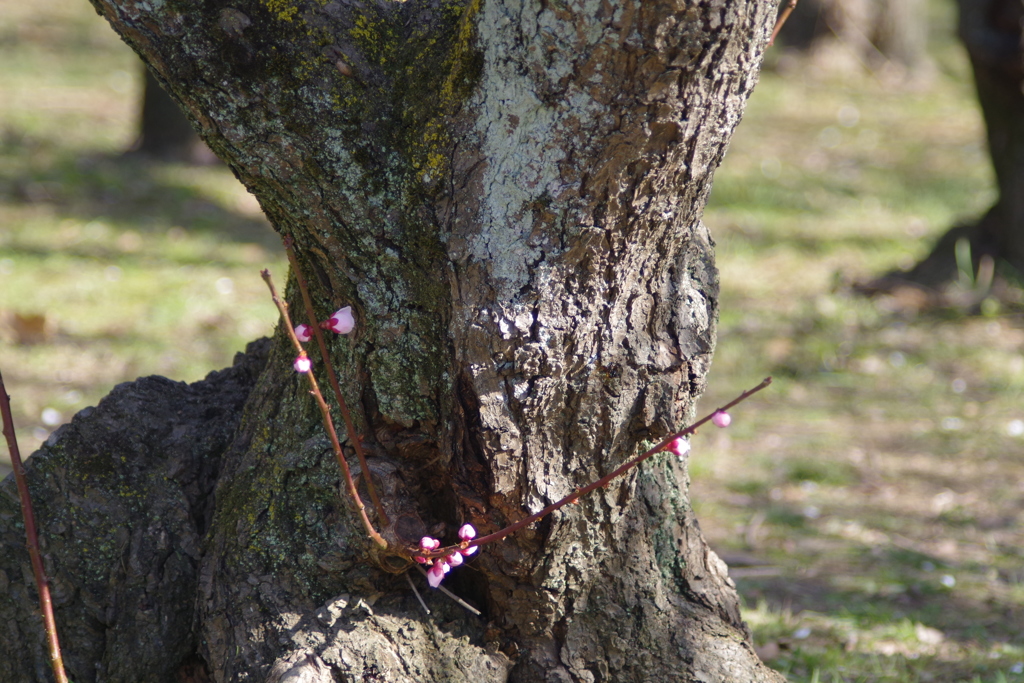 梅の木苔