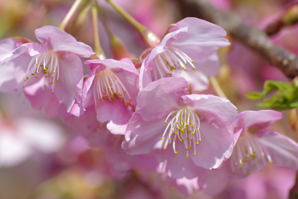 河津桜①