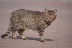 20160228 三本足