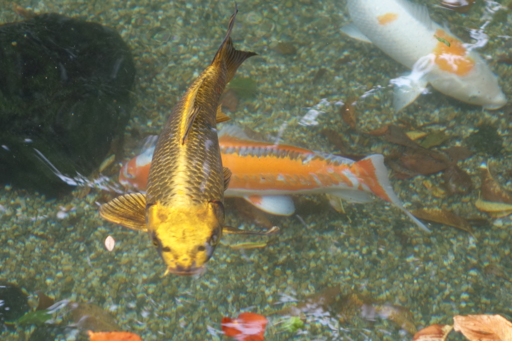 猫面魚