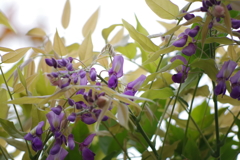 二度咲き藤の花