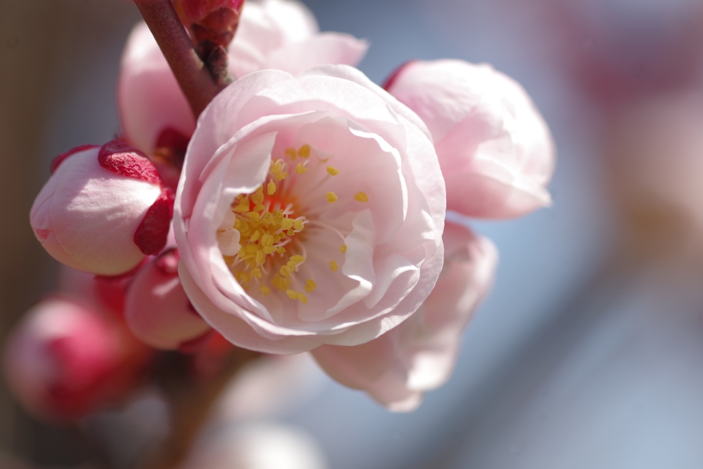 八重咲紅梅開花直前