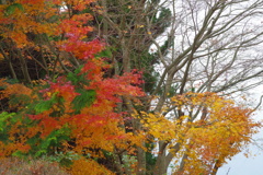 河口湖オルゴールの森美術館 6
