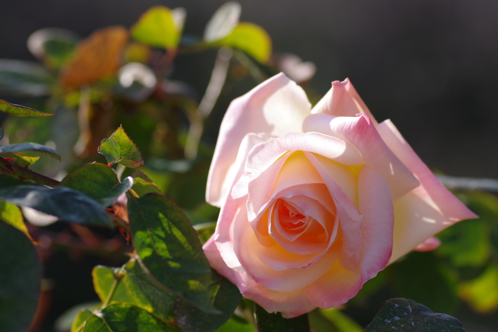 冬薔薇「ダイアナ・プリンセス・オブ・ウェールズ」