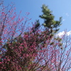 堀越神社の紅梅と松