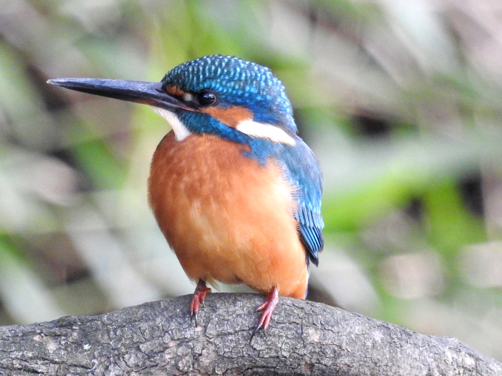 Kingfisher 02