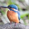 Kingfisher 02