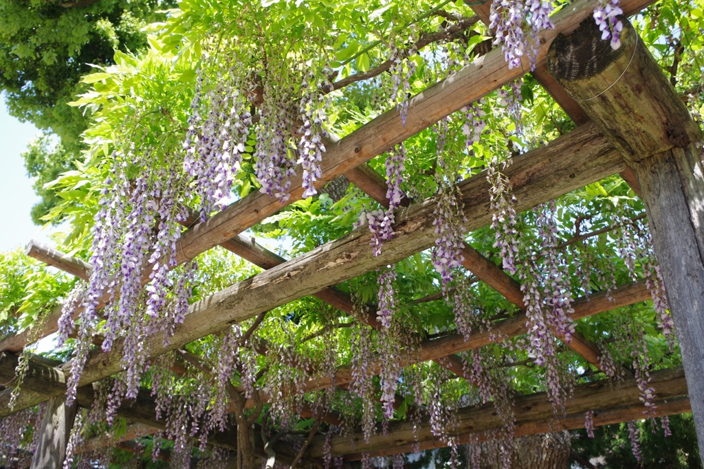 野田藤-野田恵美須神社