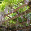 野田藤-野田恵美須神社