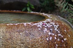 手水鉢の落桜花