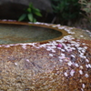 手水鉢の落桜花