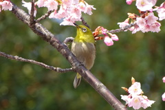 蜂須賀桜に目白