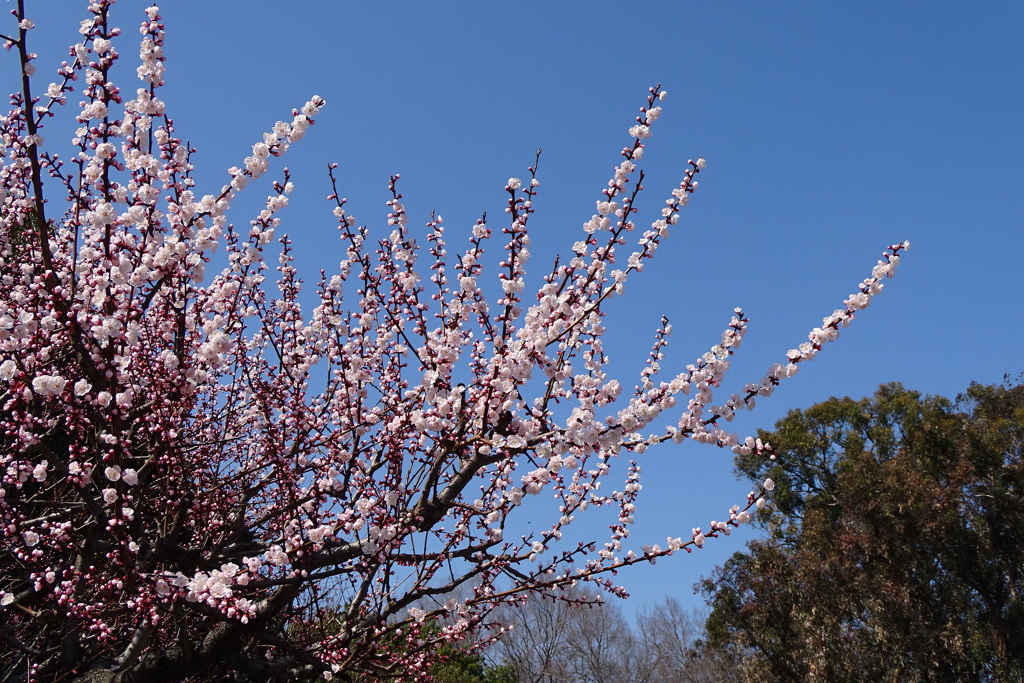 杏-長居植物園