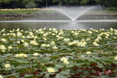 睡蓮と噴水-長居植物園