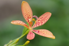 減弁花檜扇