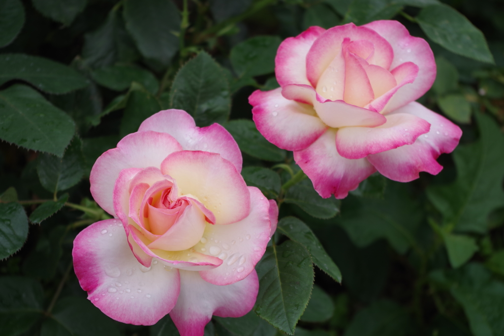 ニコル(2pcs)-長居植物園