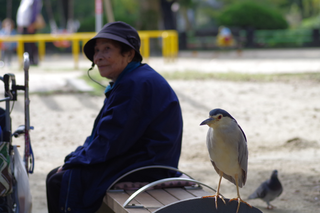五位鷺-桃が池公園