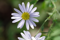 Aster Yomena