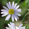 Aster Yomena