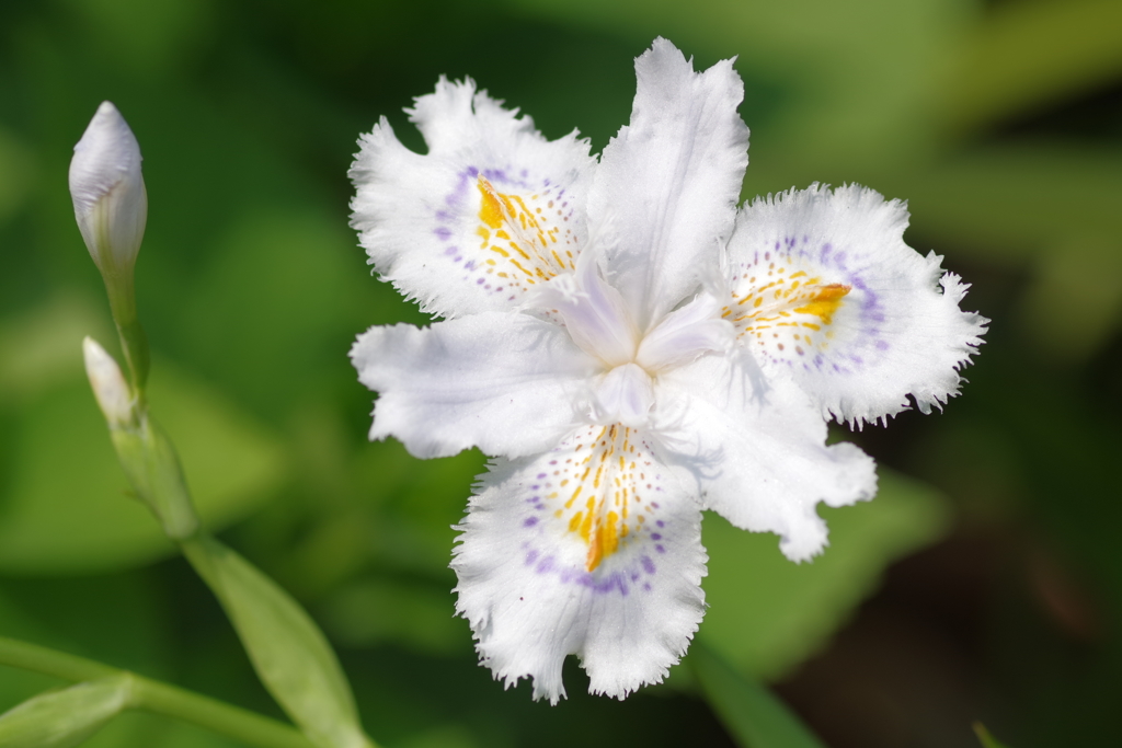 白い花 射干