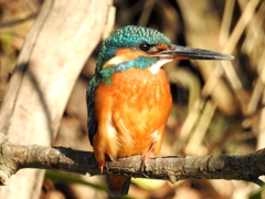 Kingfisher 06