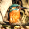 Kingfisher 06