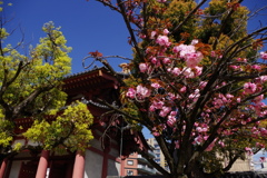 八重桜-四天王寺東門