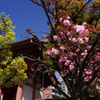 八重桜-四天王寺東門