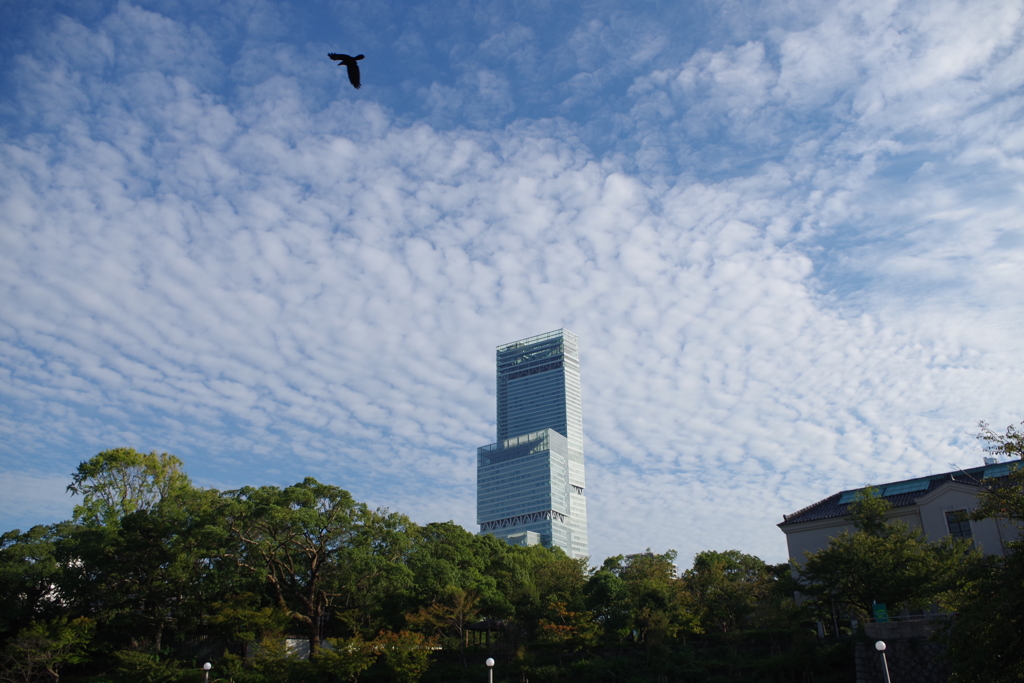 烏の空