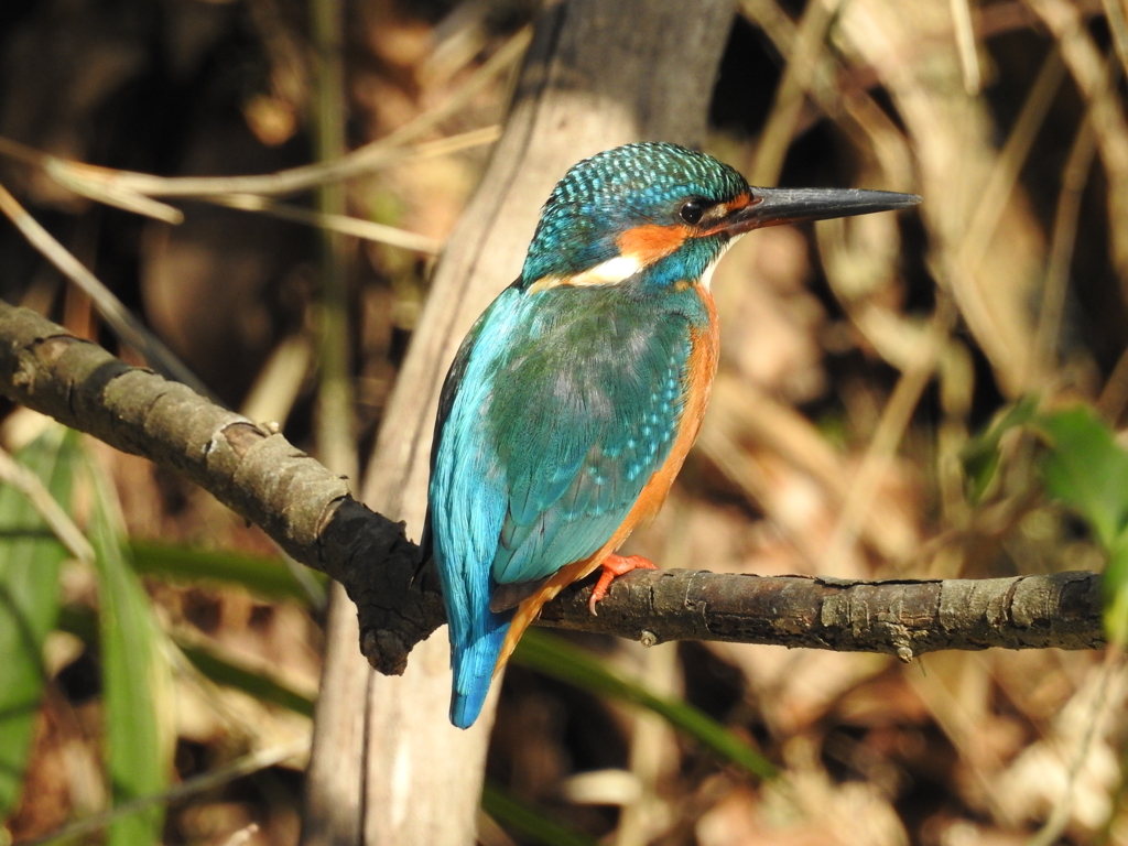 Kingfisher 09