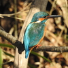 Kingfisher 09