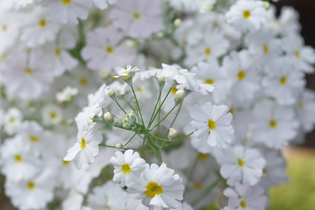 すべての美しい花の画像 ラブリープリムラ 白 花