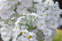 白い花 プリムラマラコイデス