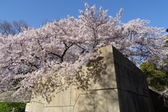 桜・影・石垣