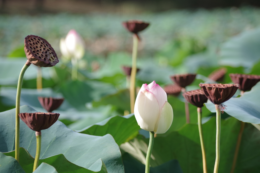 枯花托と蕾