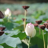 枯花托と蕾