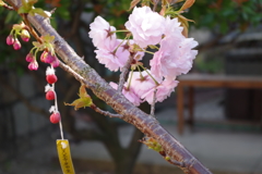 庚申堂の八重桜