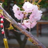 庚申堂の八重桜