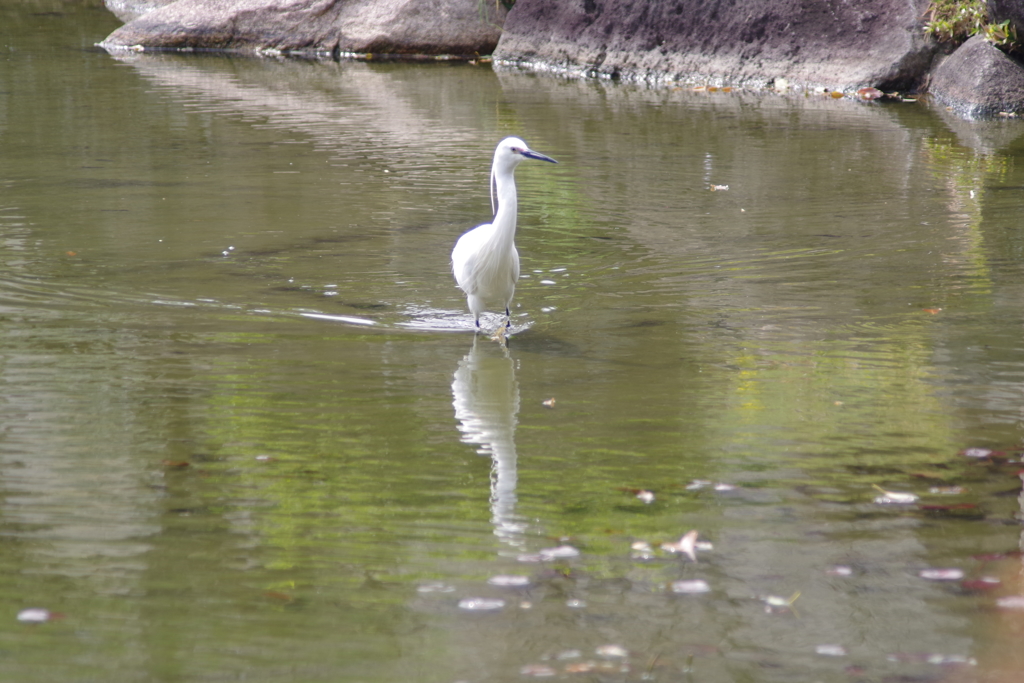 小鷺-慶沢園①