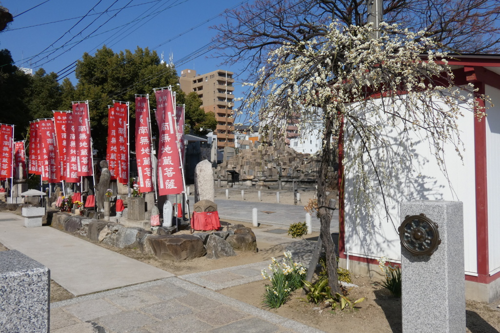 枝垂白梅と陰と水仙