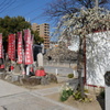 枝垂白梅と陰と水仙