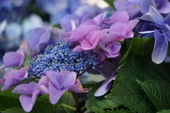 慶沢園の紫陽花②