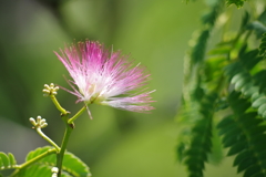 合歓木 花と蕾