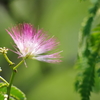 合歓木 花と蕾
