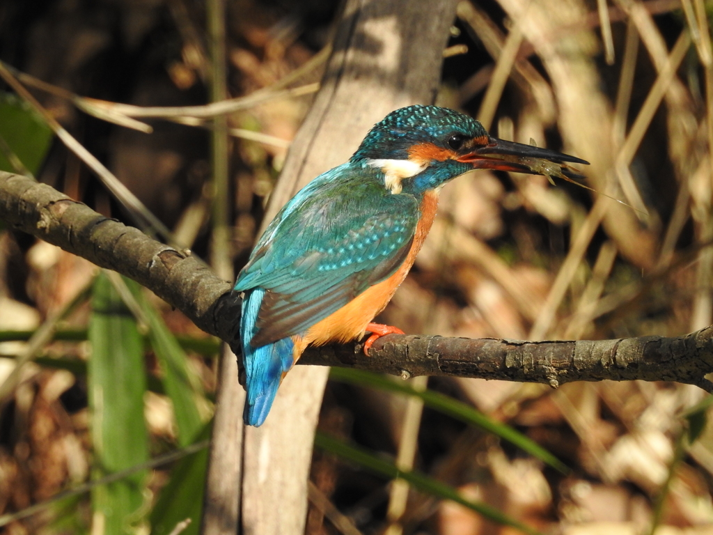 Kingfisher 08