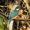 Kingfisher 08